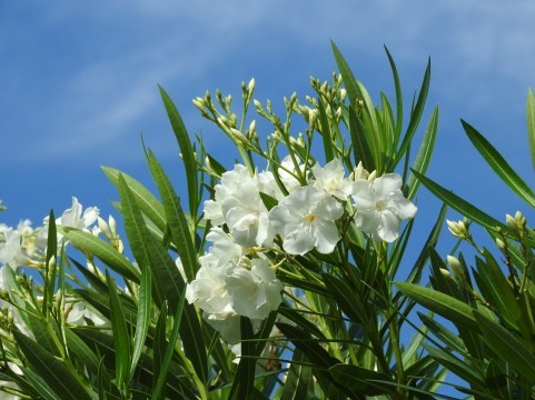 夏16.jpg