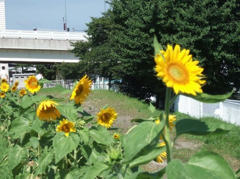 夏24.jpg